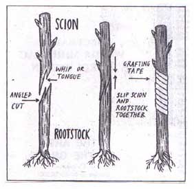 Diagram of Graft